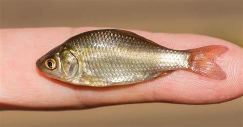 carpa fish|Carp Fish Facts .